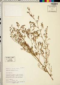 Chamaesyce hyssopifolia image