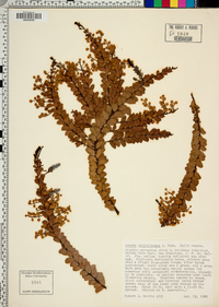 Acacia cultriformis image