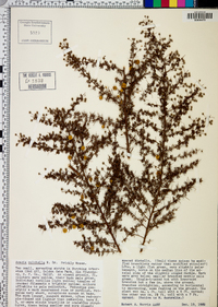 Acacia pulchella image