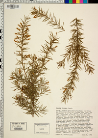 Acacia riceana image