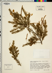 Acacia verticillata image