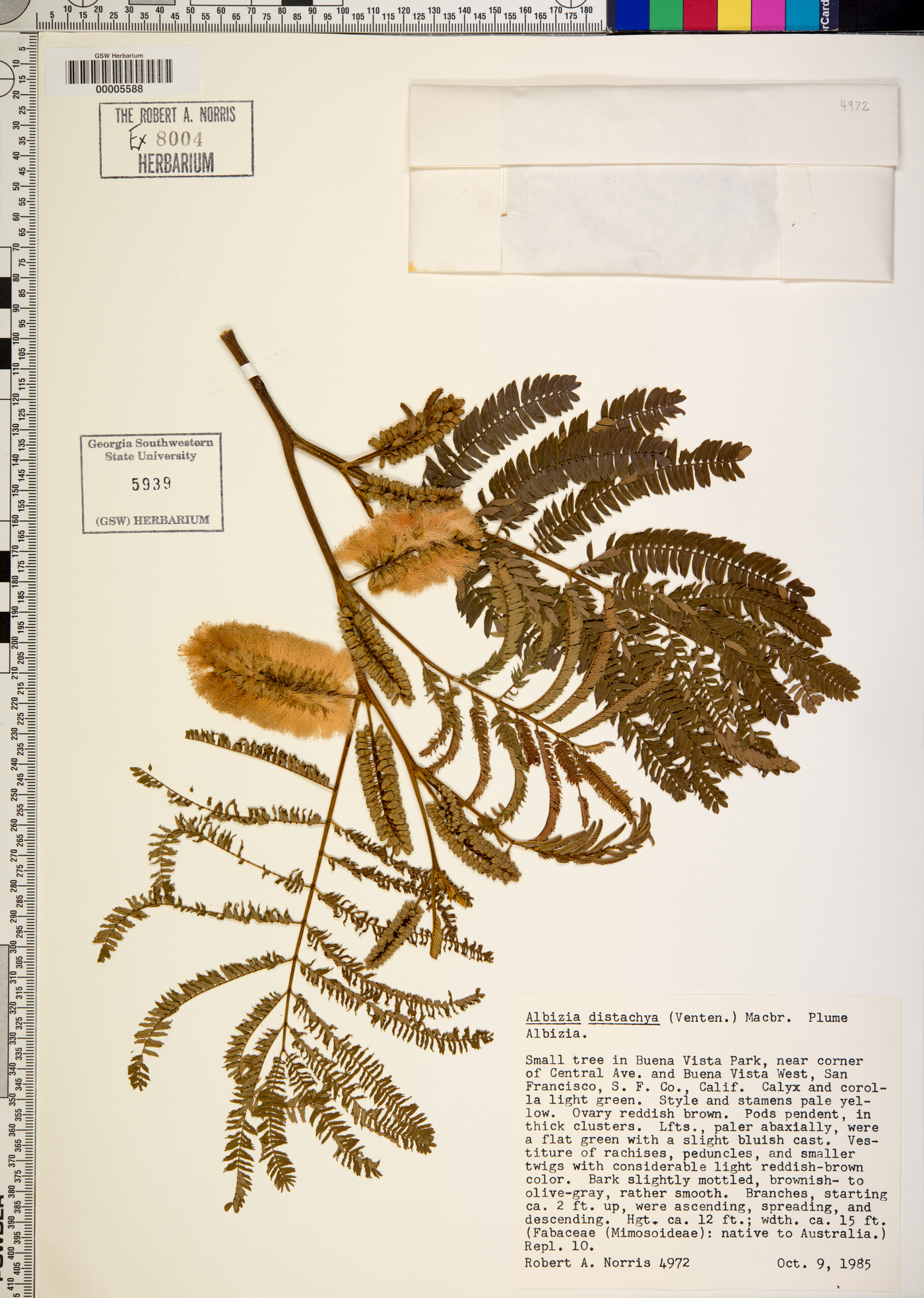 Paraserianthes lophantha image