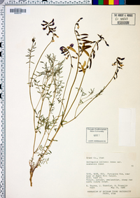 Astragalus coltonii var. moabensis image