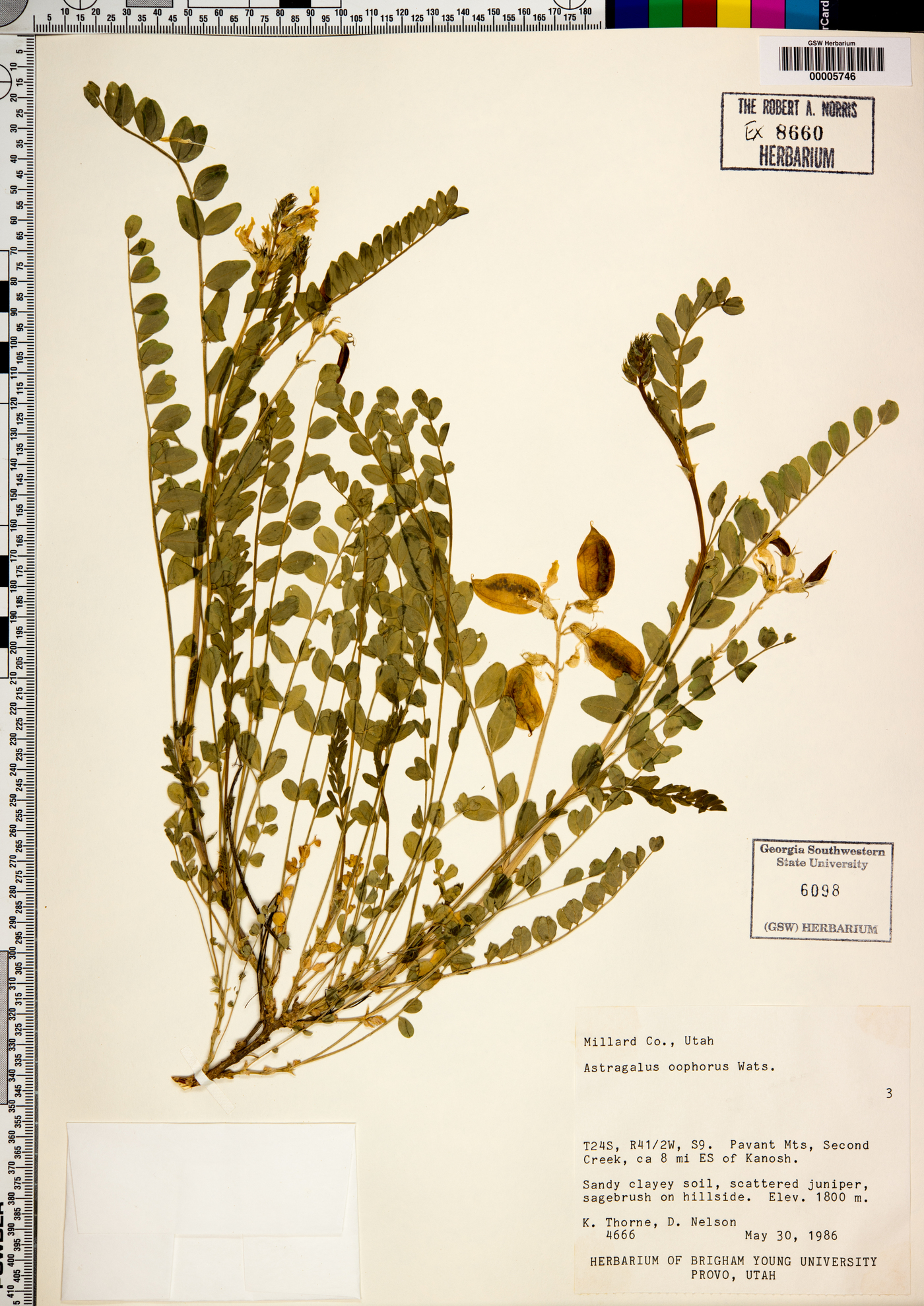 Astragalus oophorus image