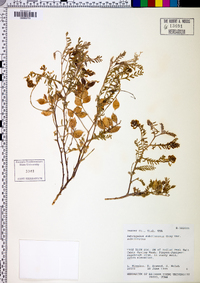 Astragalus subcinereus var. subcinereus image