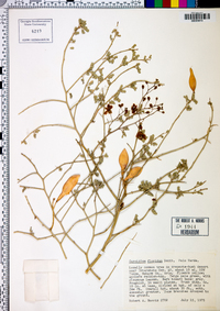 Parkinsonia florida image