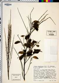 Cytisus grandiflorus image