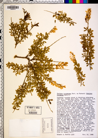 Cytisus racemosus image