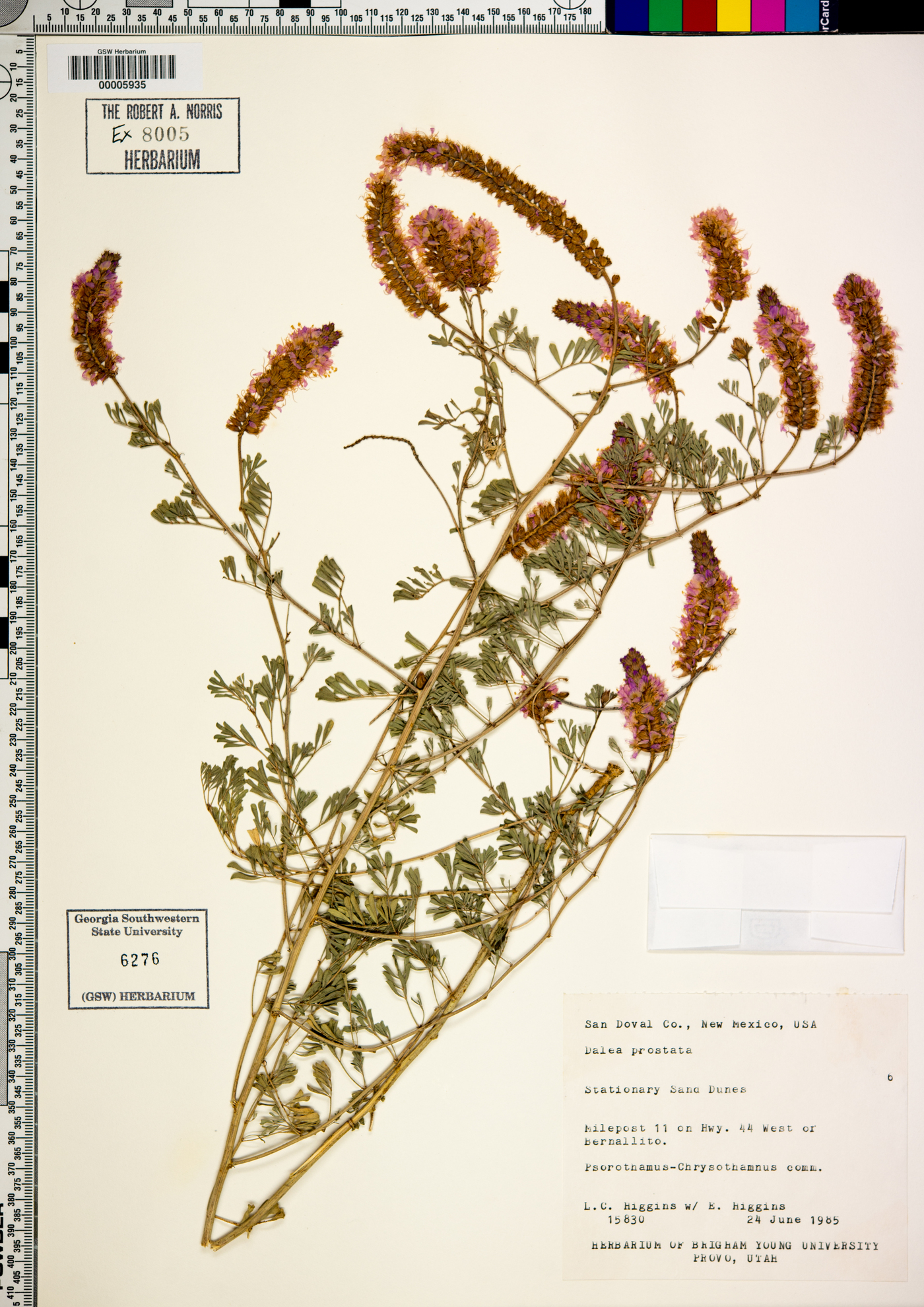 Dalea prostrata image