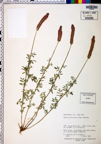 Dalea searlsiae image