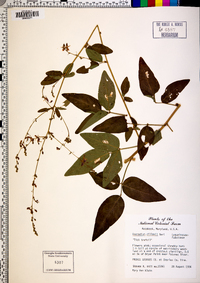 Desmodium dillenii image