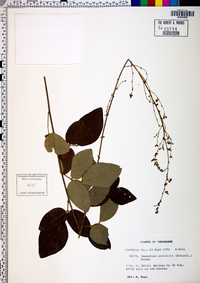 Desmodium nuttallii image