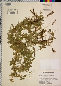 Galactia volubilis image