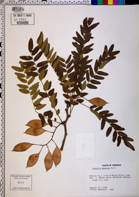 Gleditsia aquatica image