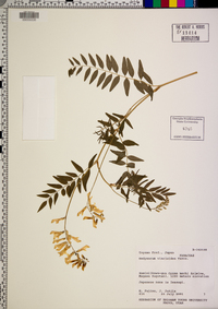Hedysarum vicioides image