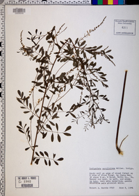 Indigofera caroliniana image