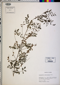 Indigofera caroliniana image