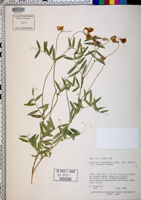 Lathyrus brachycalyx image