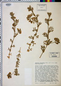 Lathyrus littoralis image