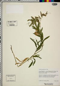 Lathyrus pauciflorus image