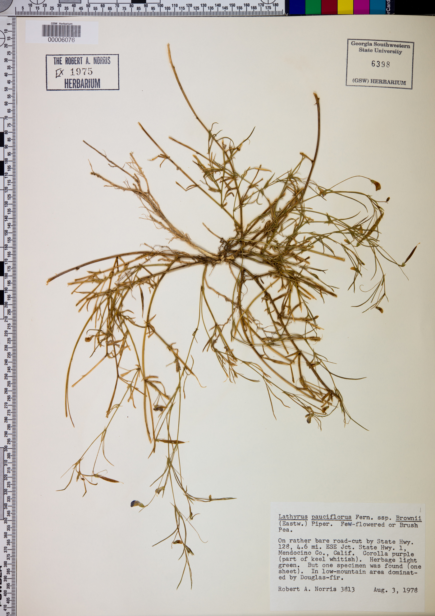 Lathyrus pauciflorus subsp. brownii image