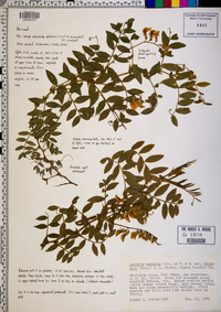 Lathyrus vestitus subsp. bolanderi image