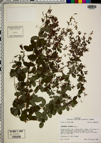 Lespedeza bicolor image