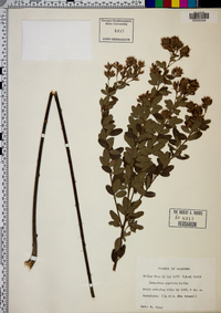 Lespedeza capitata image