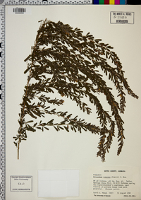 Lespedeza cuneata image