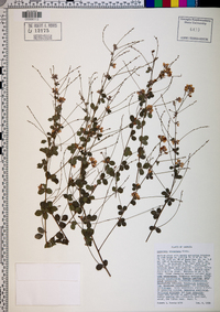 Lespedeza procumbens image