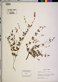 Lespedeza repens image