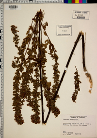 Lespedeza stuevei image