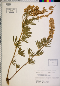 Lupinus argenteus subsp. ingratus image