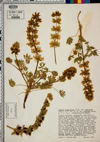 Lupinus densiflorus var. palustris image