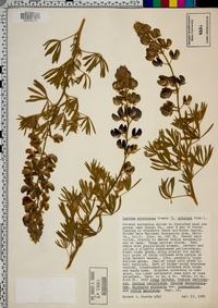 Lupinus propinquus image