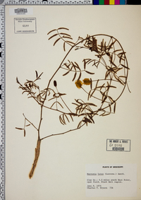 Neptunia lutea image