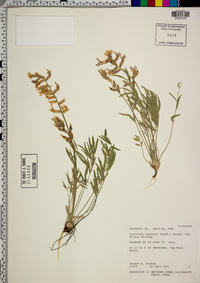 Oxytropis besseyi image