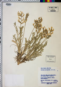 Oxytropis sericea image