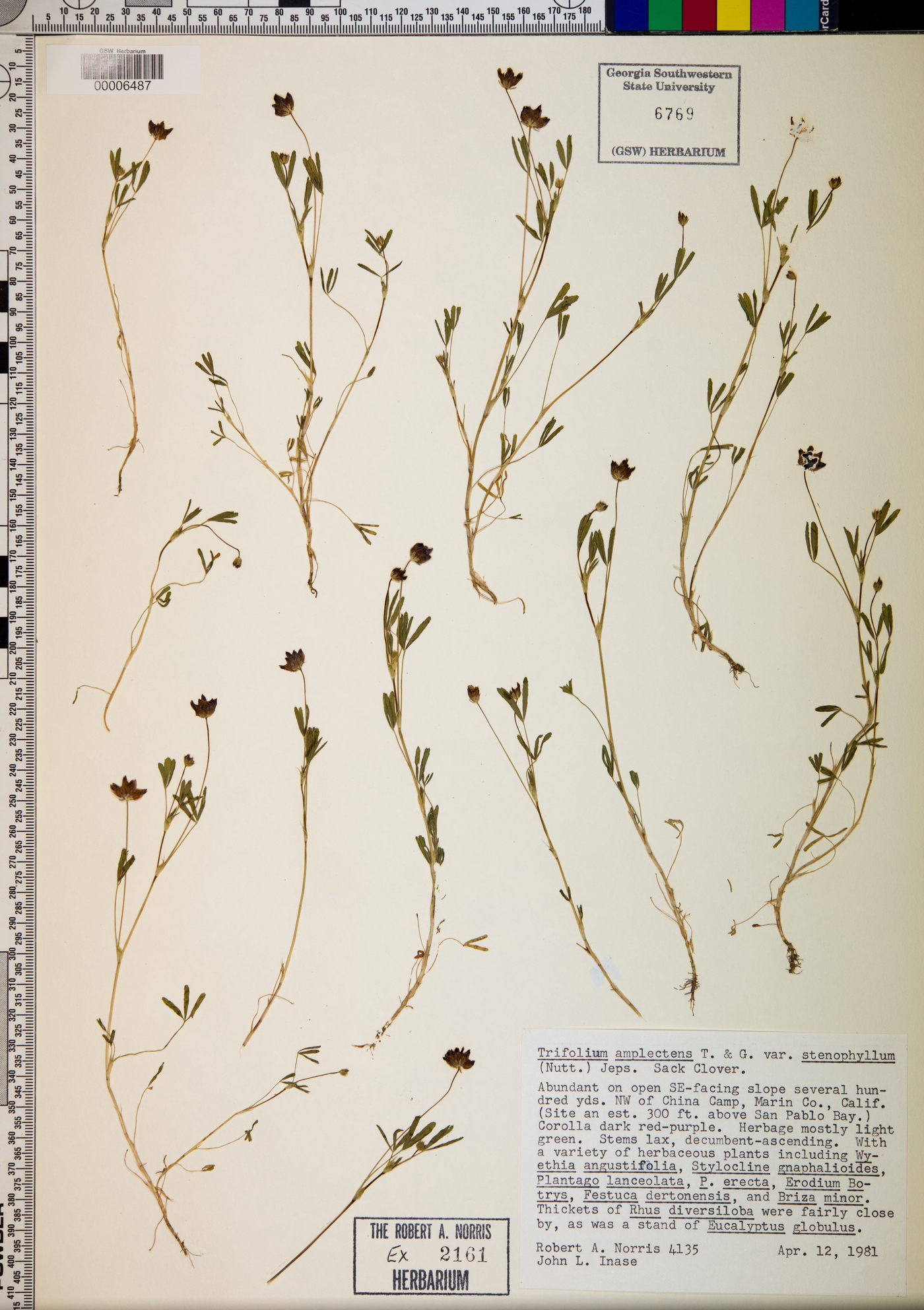 Trifolium amplectens image