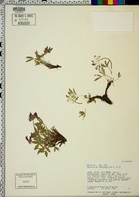 Trifolium dasyphyllum image