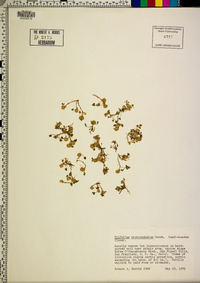 Trifolium microcephalum image