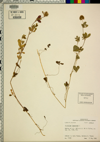 Trifolium lappaceum image