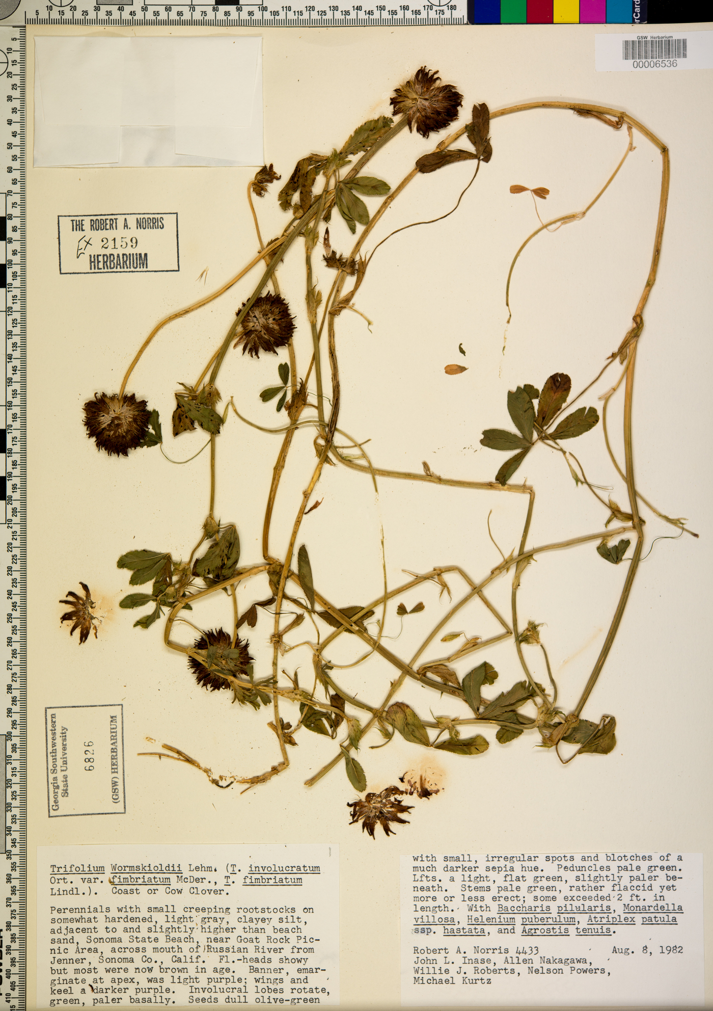 Trifolium willdenovii var. fimbriatum image