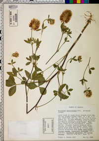 Trifolium vesiculosum image