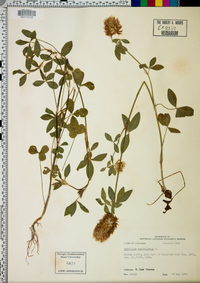 Trifolium vesiculosum image