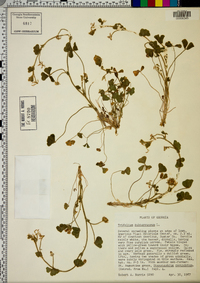 Trifolium subterraneum image