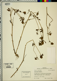 Trifolium striatum image