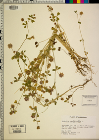 Trifolium resupinatum image