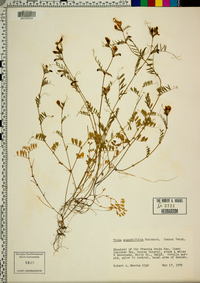 Vicia sativa subsp. nigra image