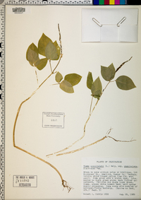 Vigna unguiculata subsp. unguiculata image
